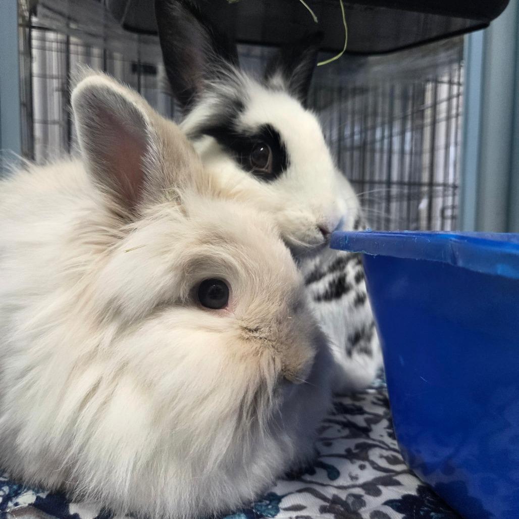 Pickles, a Adoptable Lionhead in Hilliard , FL image 3/5