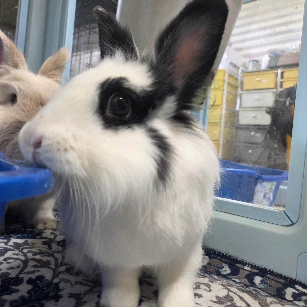Pickles, a Adoptable Lionhead in Hilliard , FL image 4/5