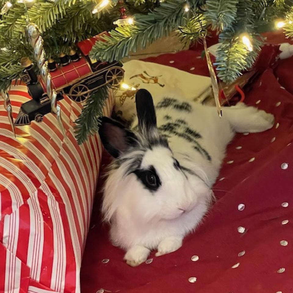 Pickles, a Adoptable Lionhead in Hilliard , FL image 5/5