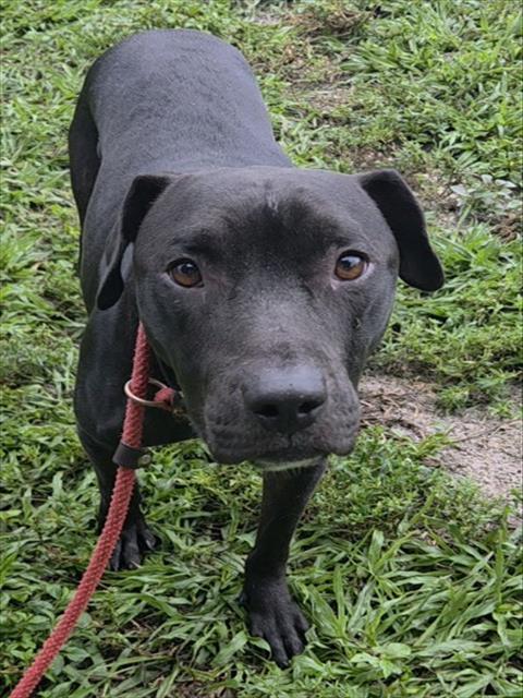 Enlarge DALTON, a Adoptable American Staffordshire Terrier in Fort Lauderdale, FL image 1/1