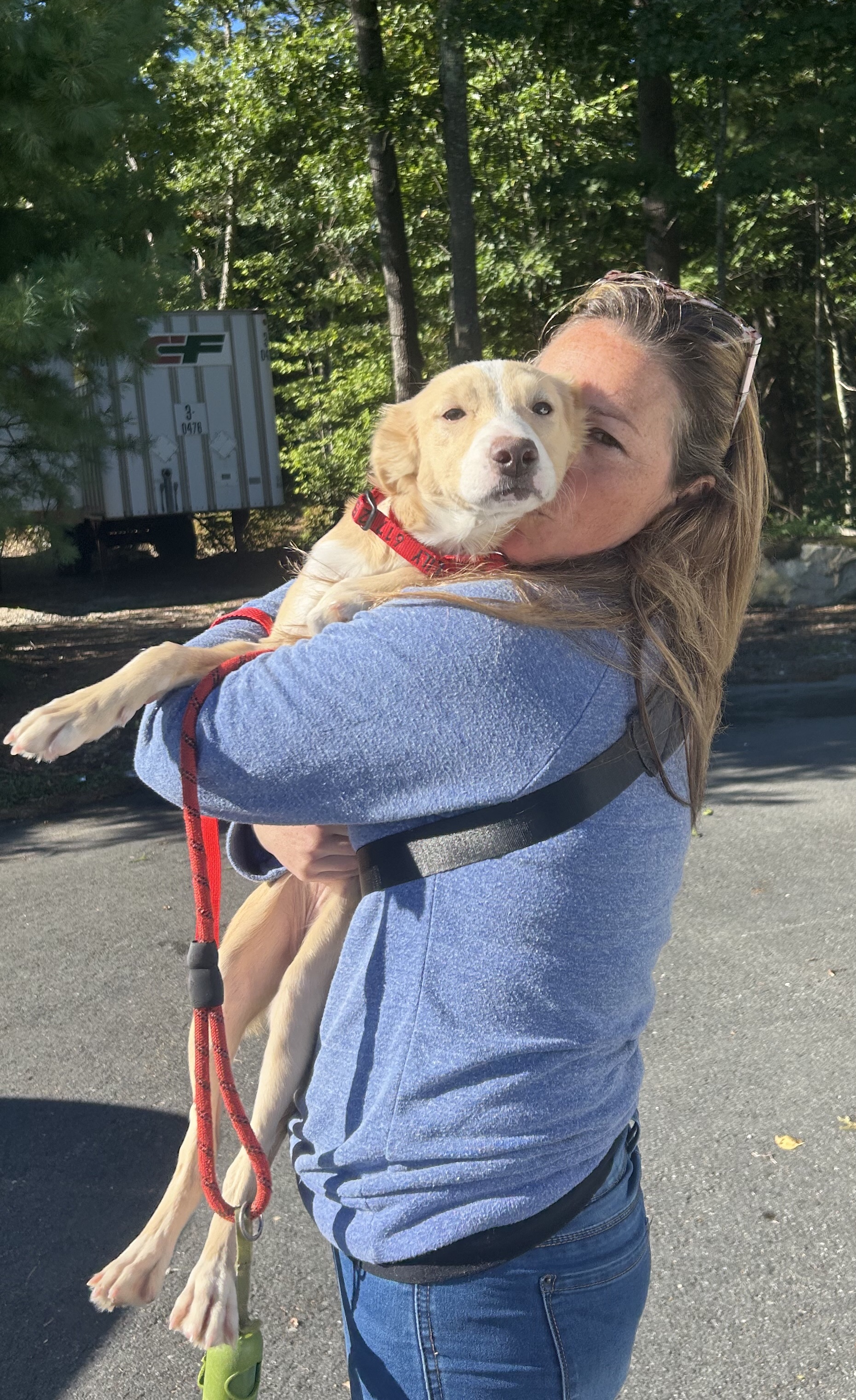 Dog for adoption Fluffy PENDING ADOPTION, a Mixed Breed in