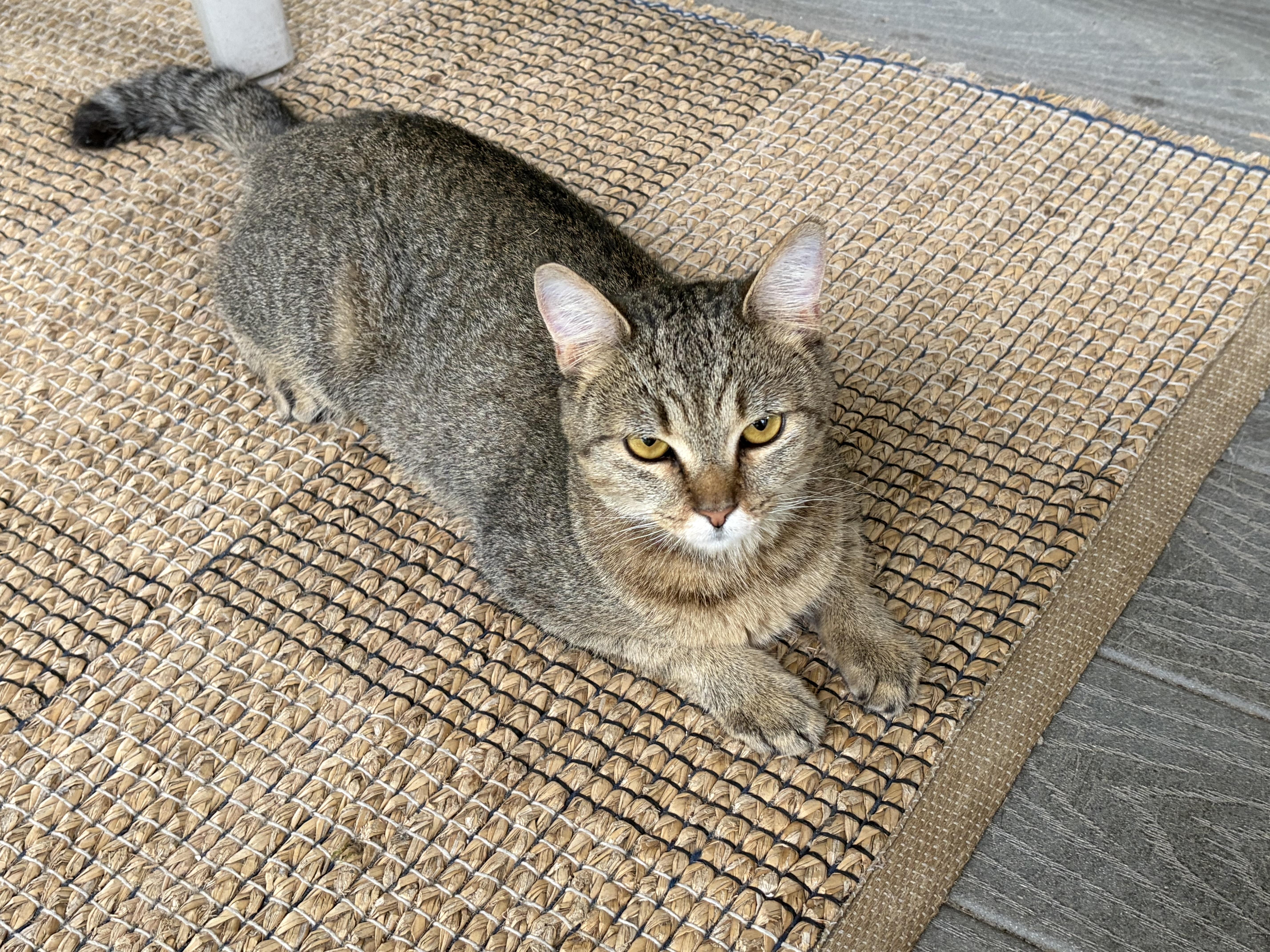 Enlarge Dakota, a Adoptable Domestic Short Hair in Beltsville, MD image 2/5