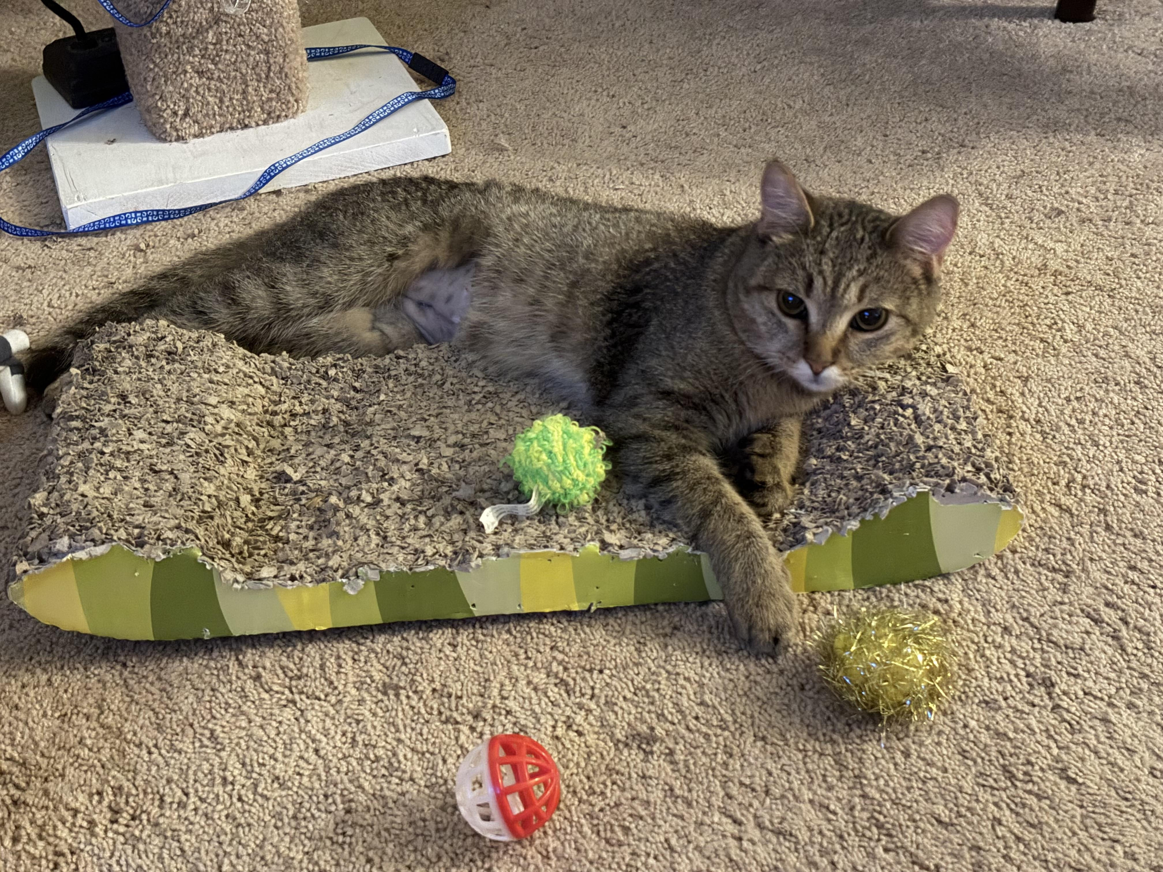 Enlarge Dakota, a Adoptable Domestic Short Hair in Beltsville, MD image 3/5