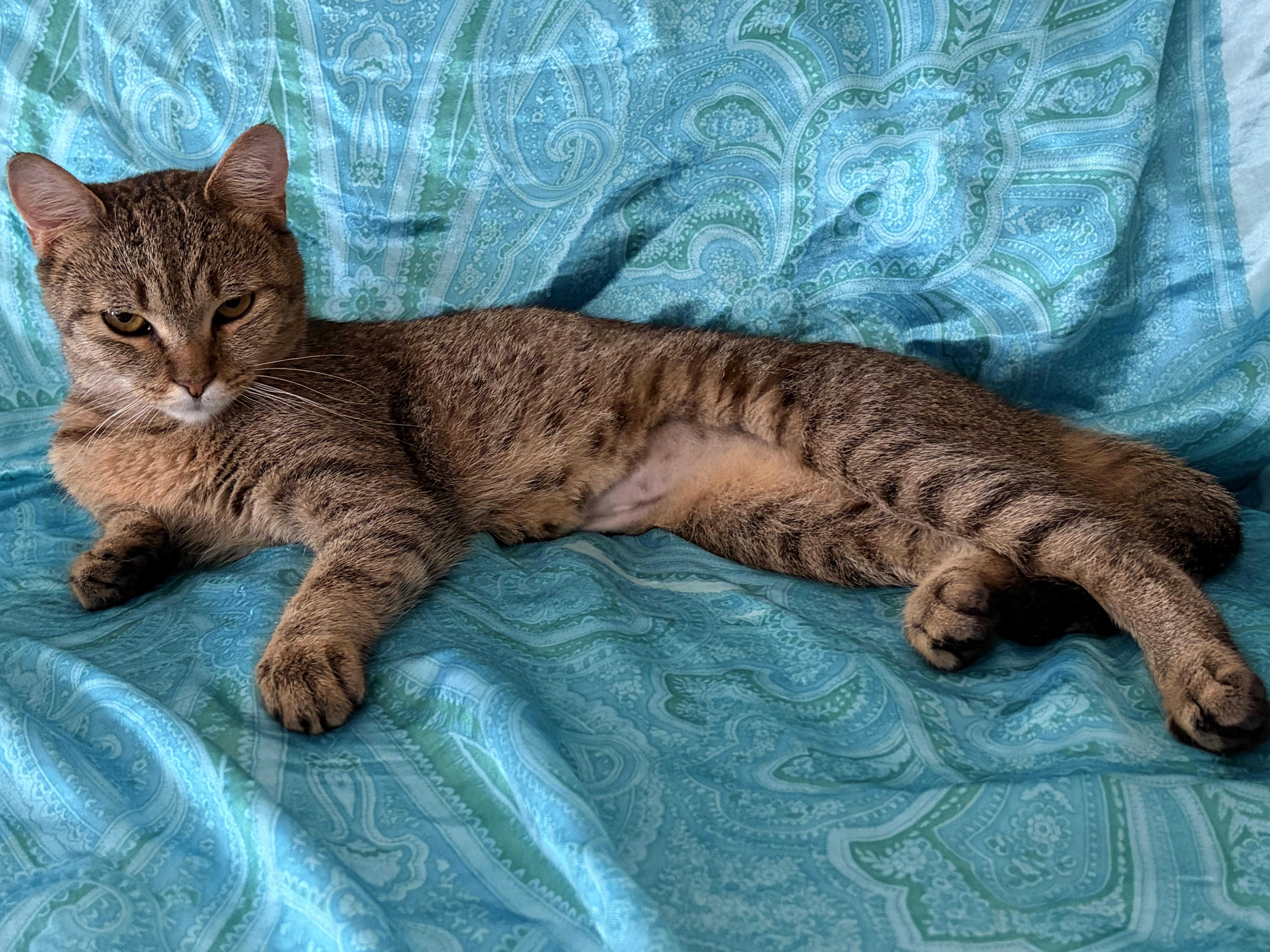 Enlarge Dakota, a Adoptable Domestic Short Hair in Beltsville, MD image 4/5