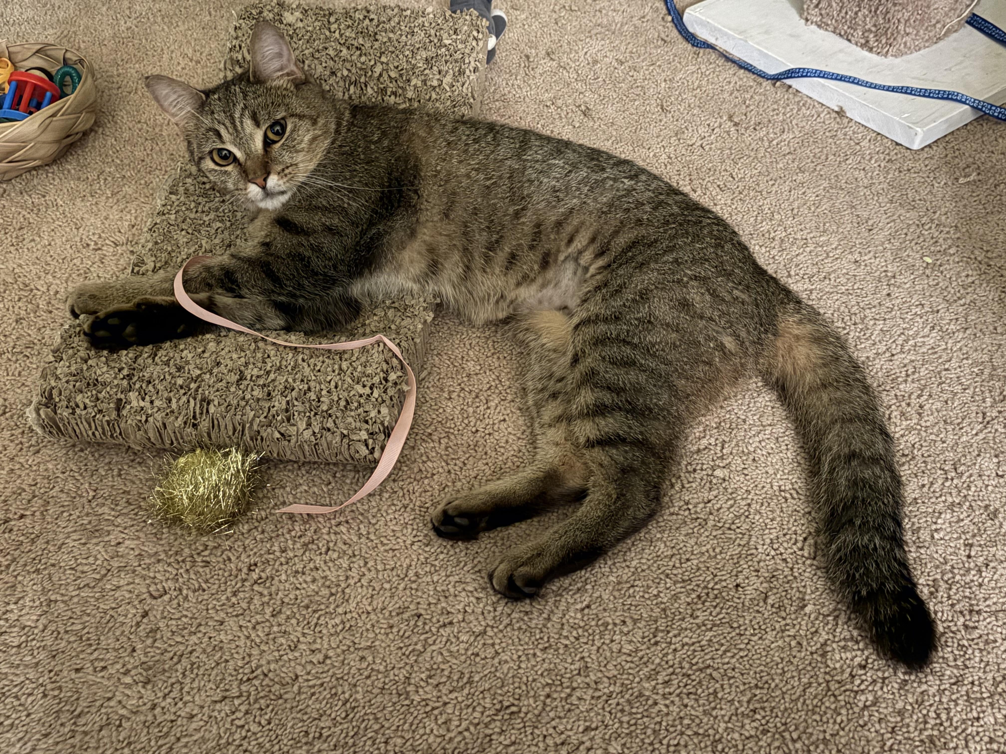 Enlarge Dakota, a Adoptable Domestic Short Hair in Beltsville, MD image 1/5