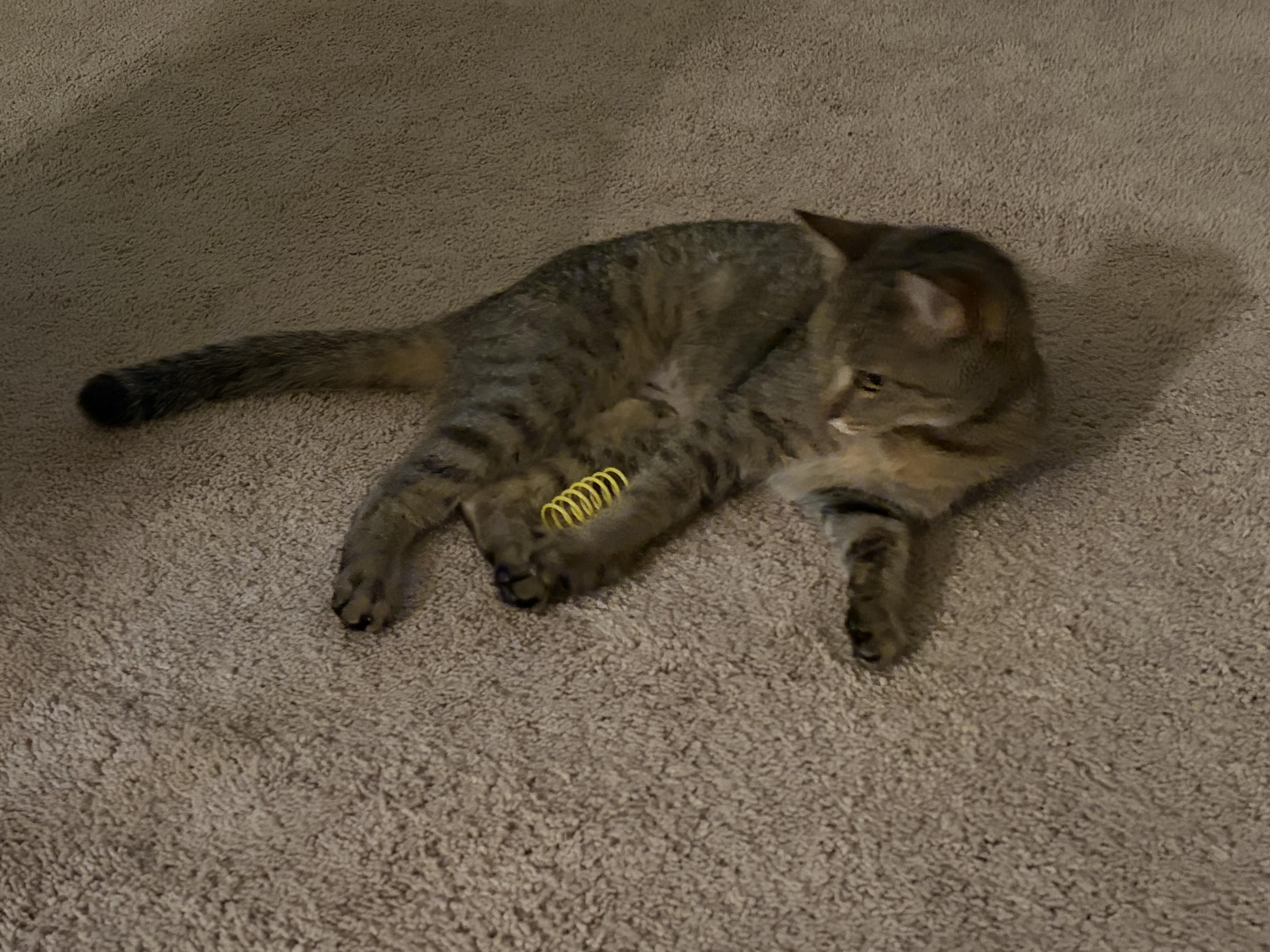 Enlarge Dakota, a Adoptable Domestic Short Hair in Beltsville, MD image 5/5