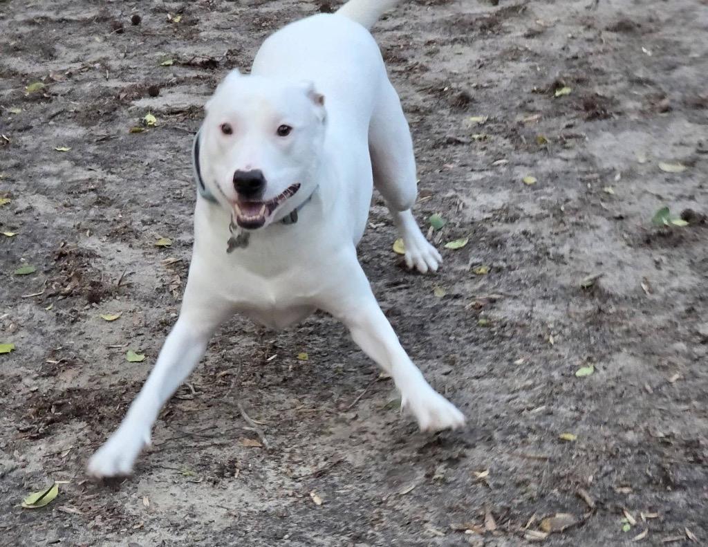 Enlarge Spooky "Pookie, a Adoptable mixed breed in New Bern, NC image 2/5
