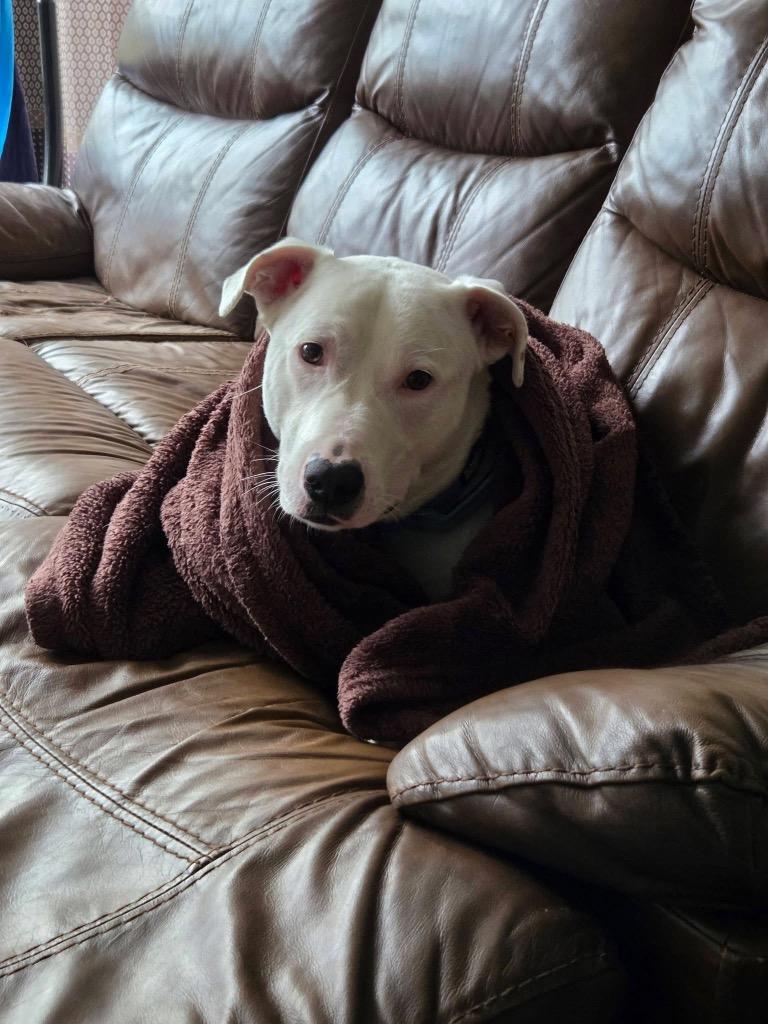 Enlarge Spooky "Pookie, a Adoptable mixed breed in New Bern, NC image 3/5