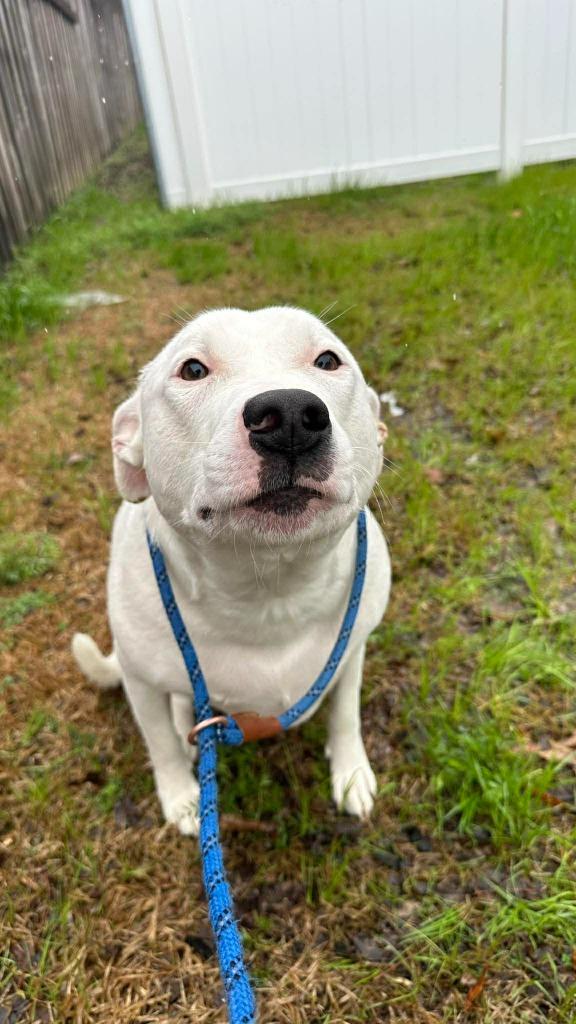 Enlarge Spooky "Pookie, a Adoptable mixed breed in New Bern, NC image 4/5