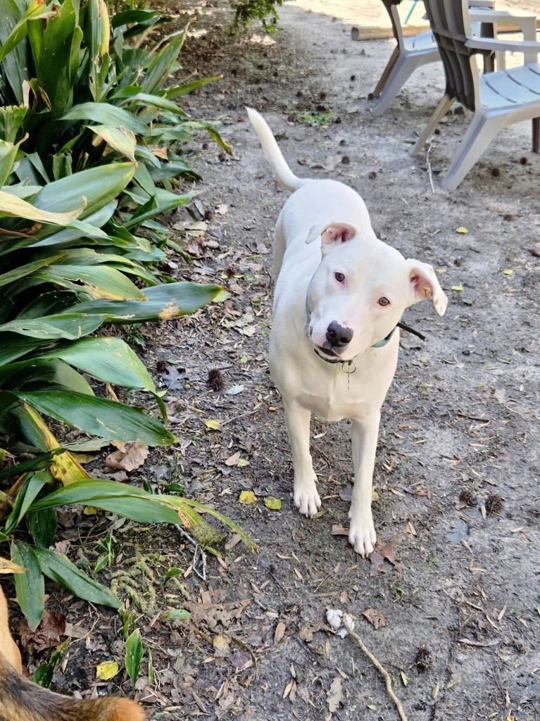 Enlarge Spooky "Pookie, a Adoptable mixed breed in New Bern, NC image 5/5