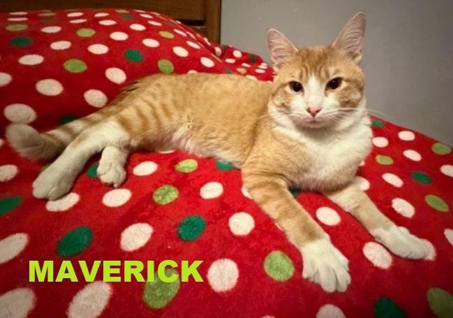 Maverick, Adoptable, Young Male Domestic Short Hair.