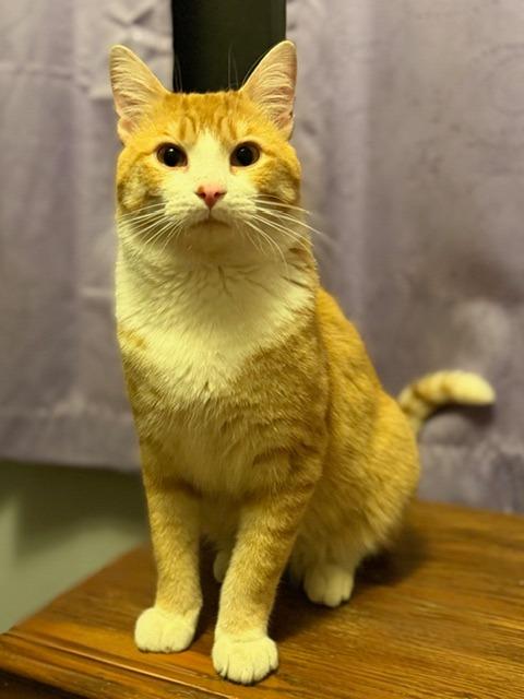 Enlarge Maverick, a Adoptable mixed breed in Owatonna, MN image 2/5