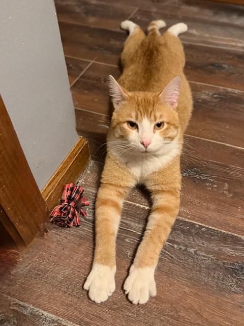 Enlarge Maverick, a Adoptable mixed breed in Owatonna, MN image 3/5