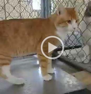 Enlarge Maverick, a Adoptable mixed breed in Owatonna, MN image 4/5