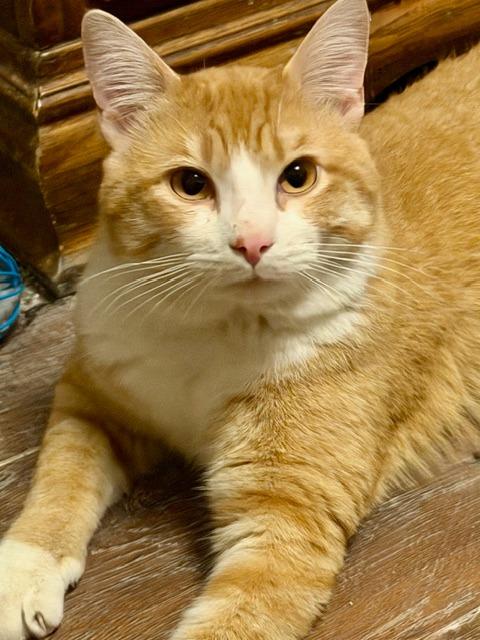 Enlarge Maverick, a Adoptable mixed breed in Owatonna, MN image 5/5