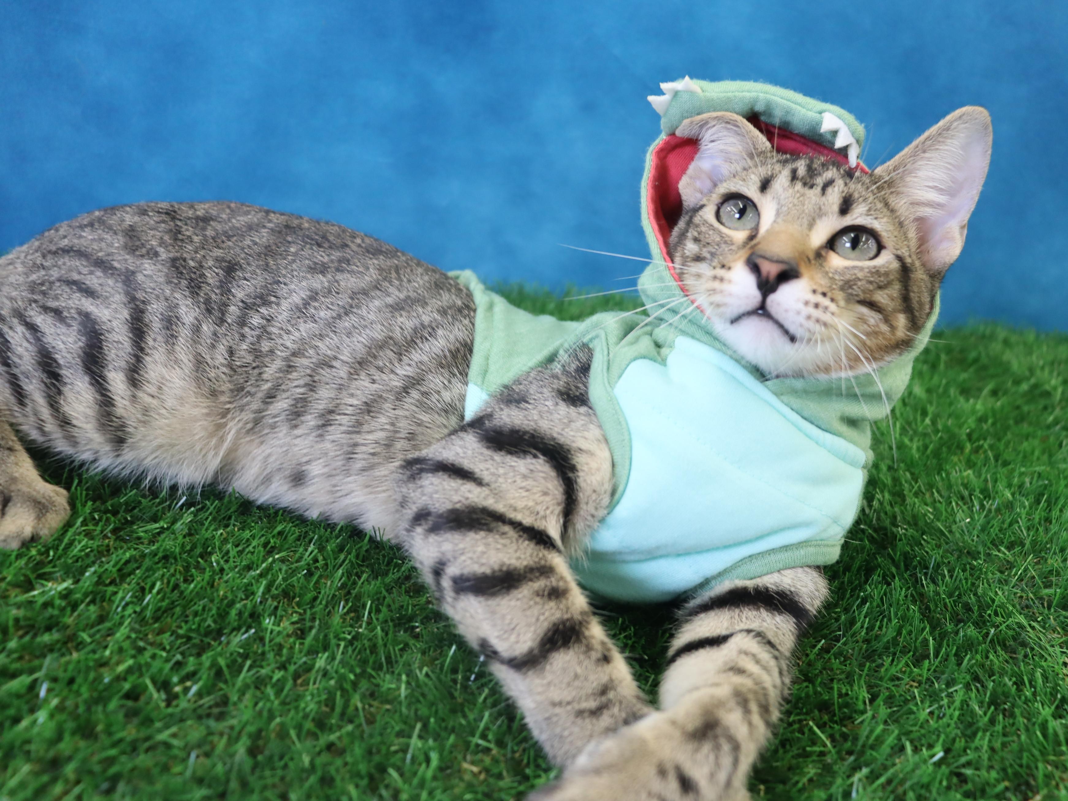 Holmes - Loves Attention & Playtime