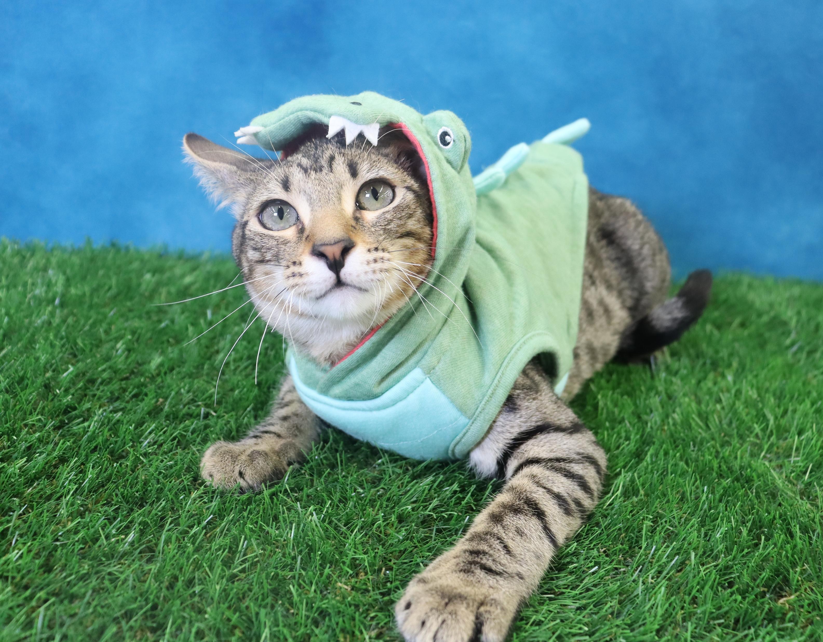 Holmes - Loves Attention & Playtime