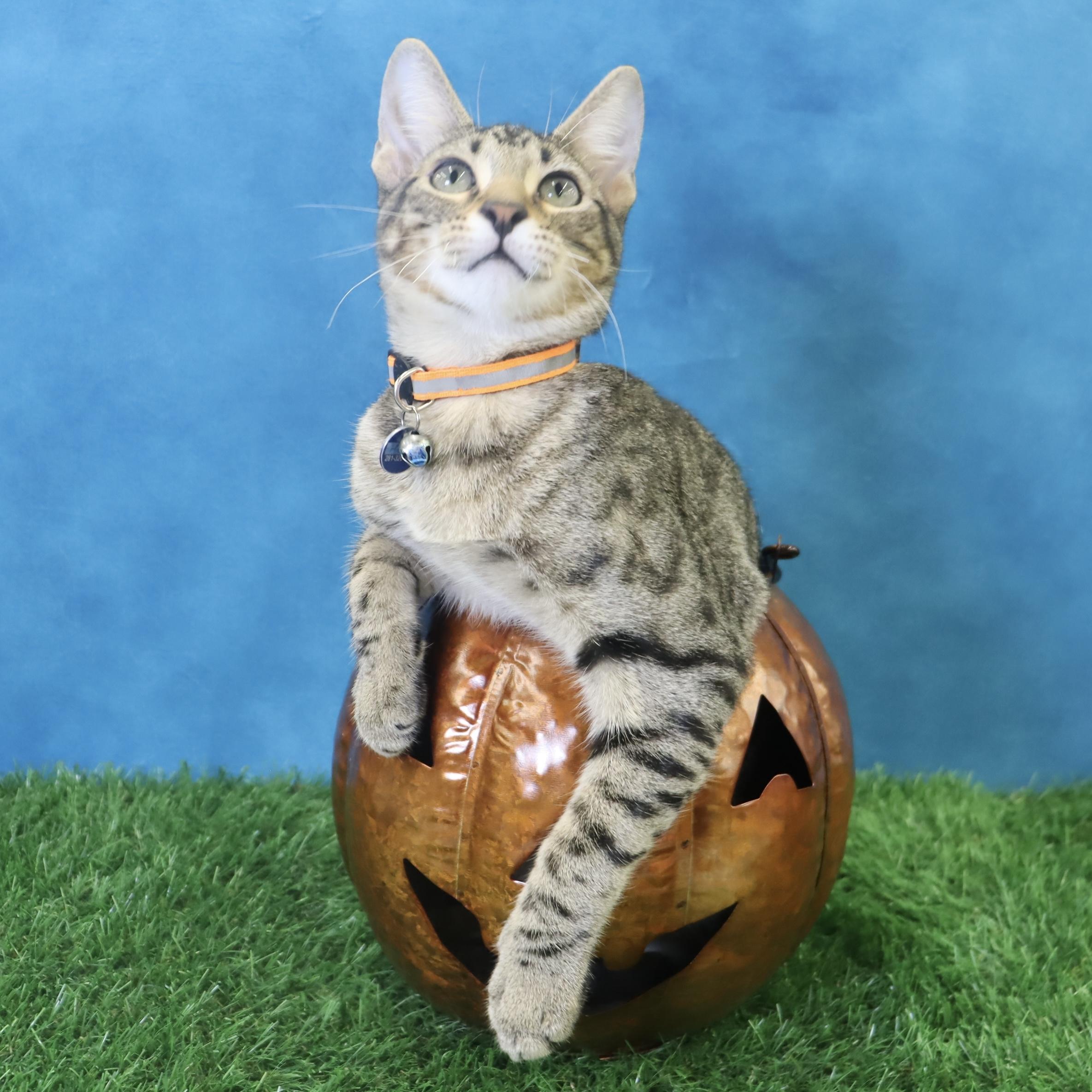 Holmes - Loves Attention & Playtime, a Adoptable mixed breed in League City, TX image 1/6