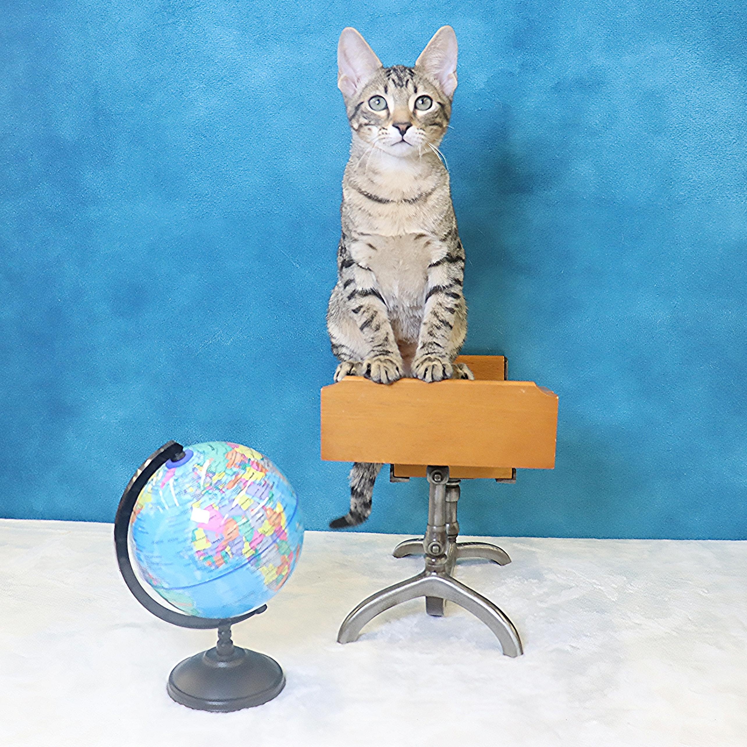 Holmes - Loves Attention & Playtime