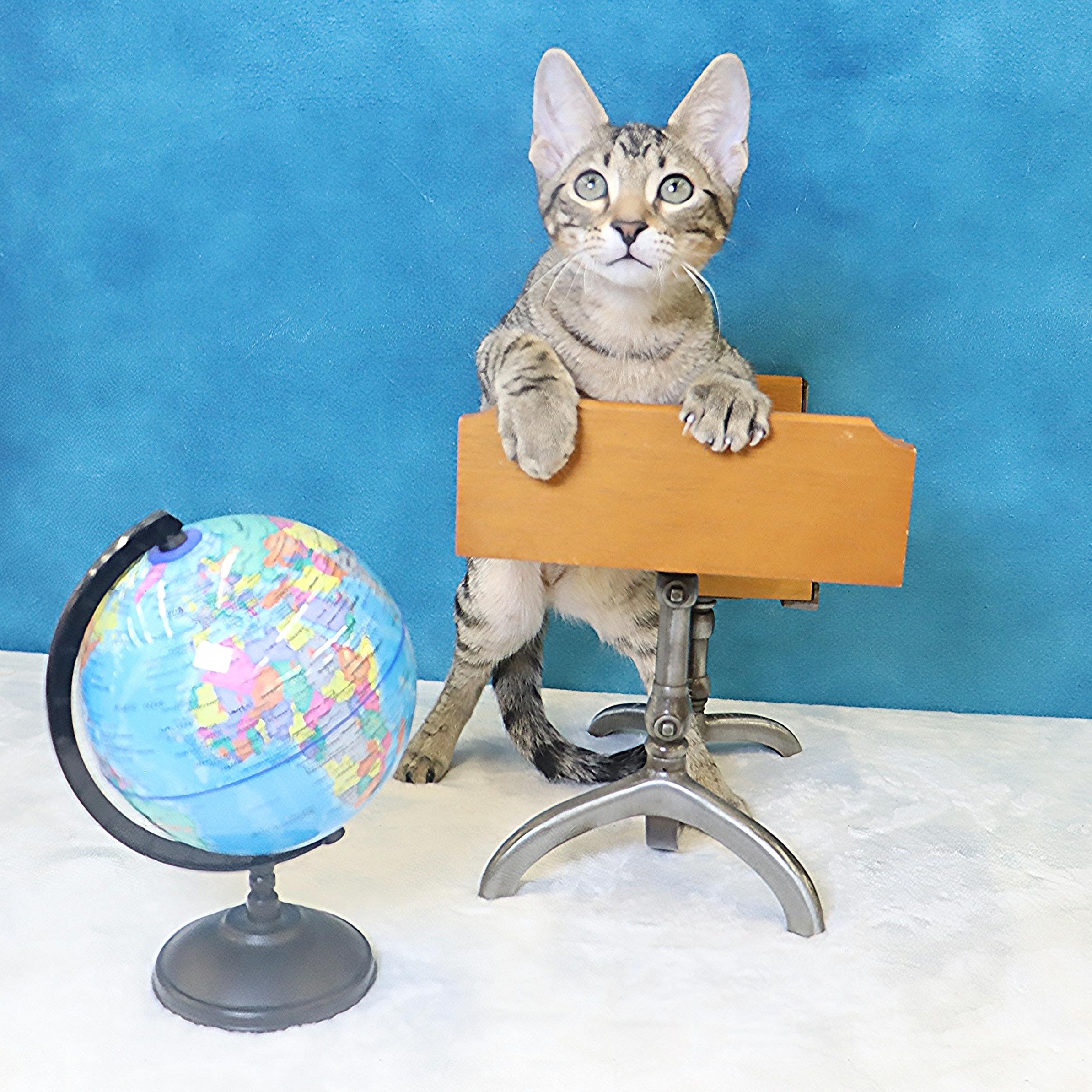 Holmes - Loves Attention & Playtime