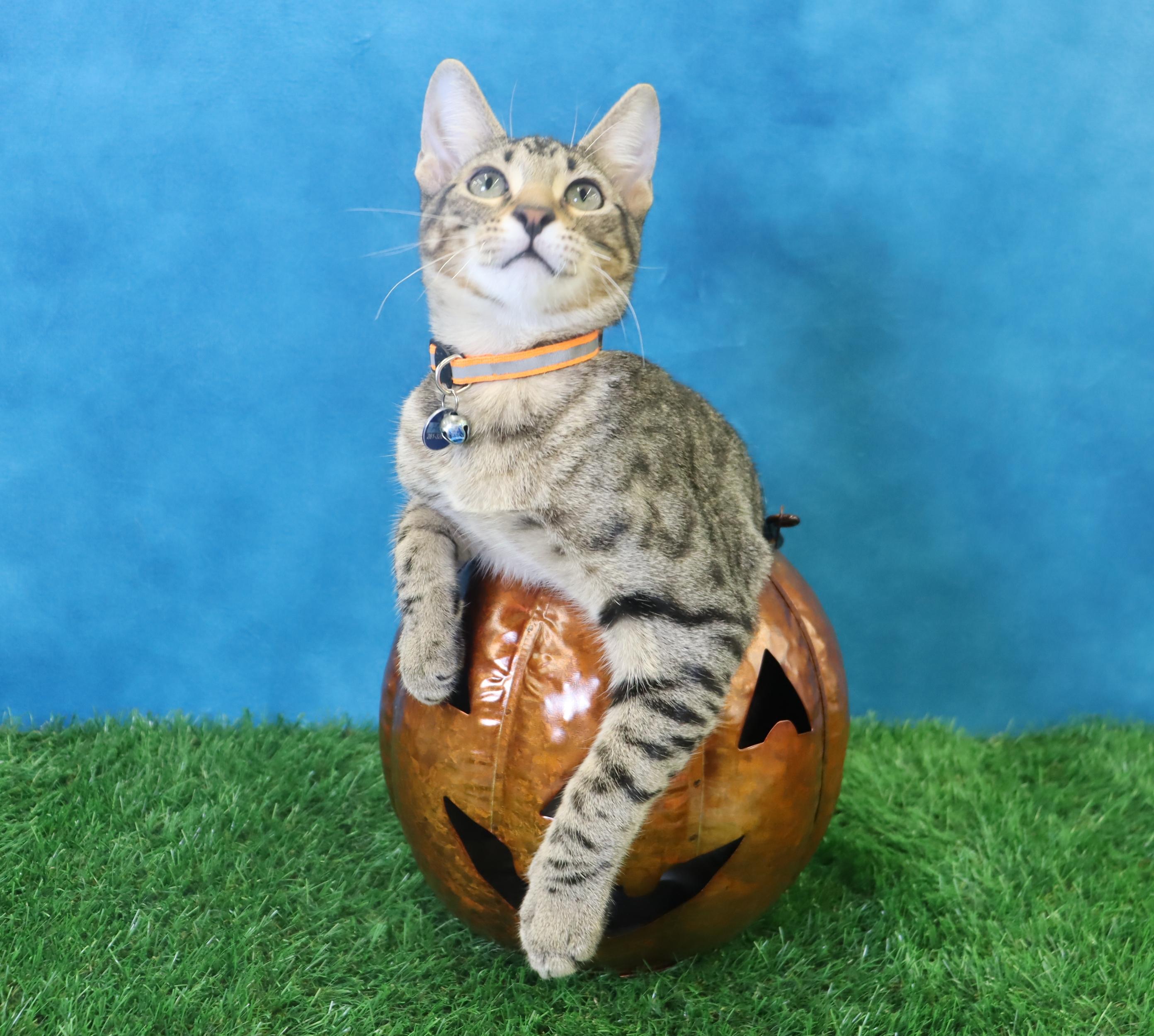 Holmes - Loves Attention & Playtime