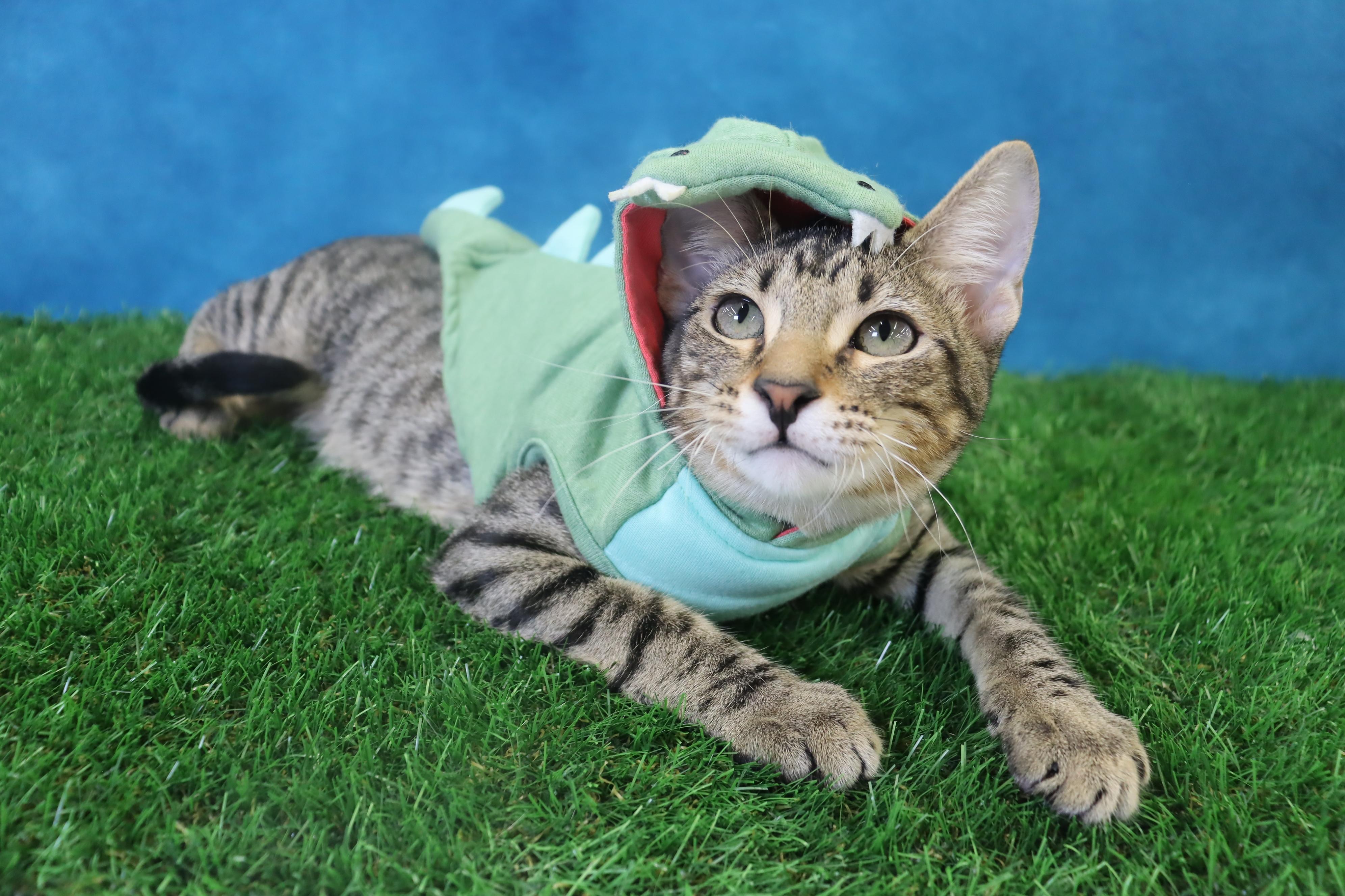 Holmes - Loves Attention & Playtime, Adoptable, Young Male Domestic Short Hair & Tabby.