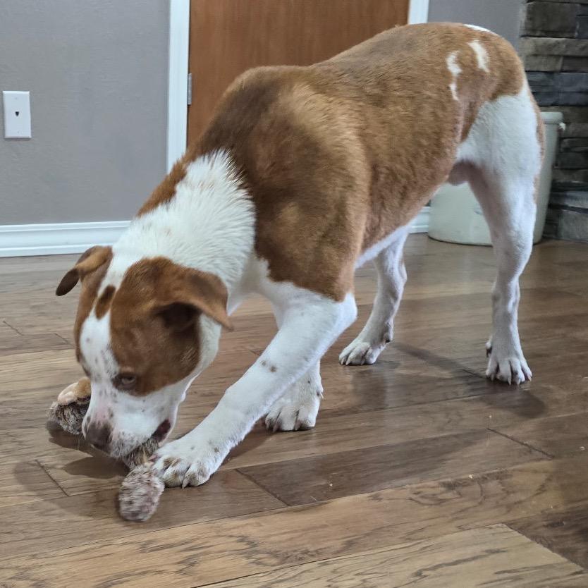 Blue, Adoptable, Young Male Terrier.