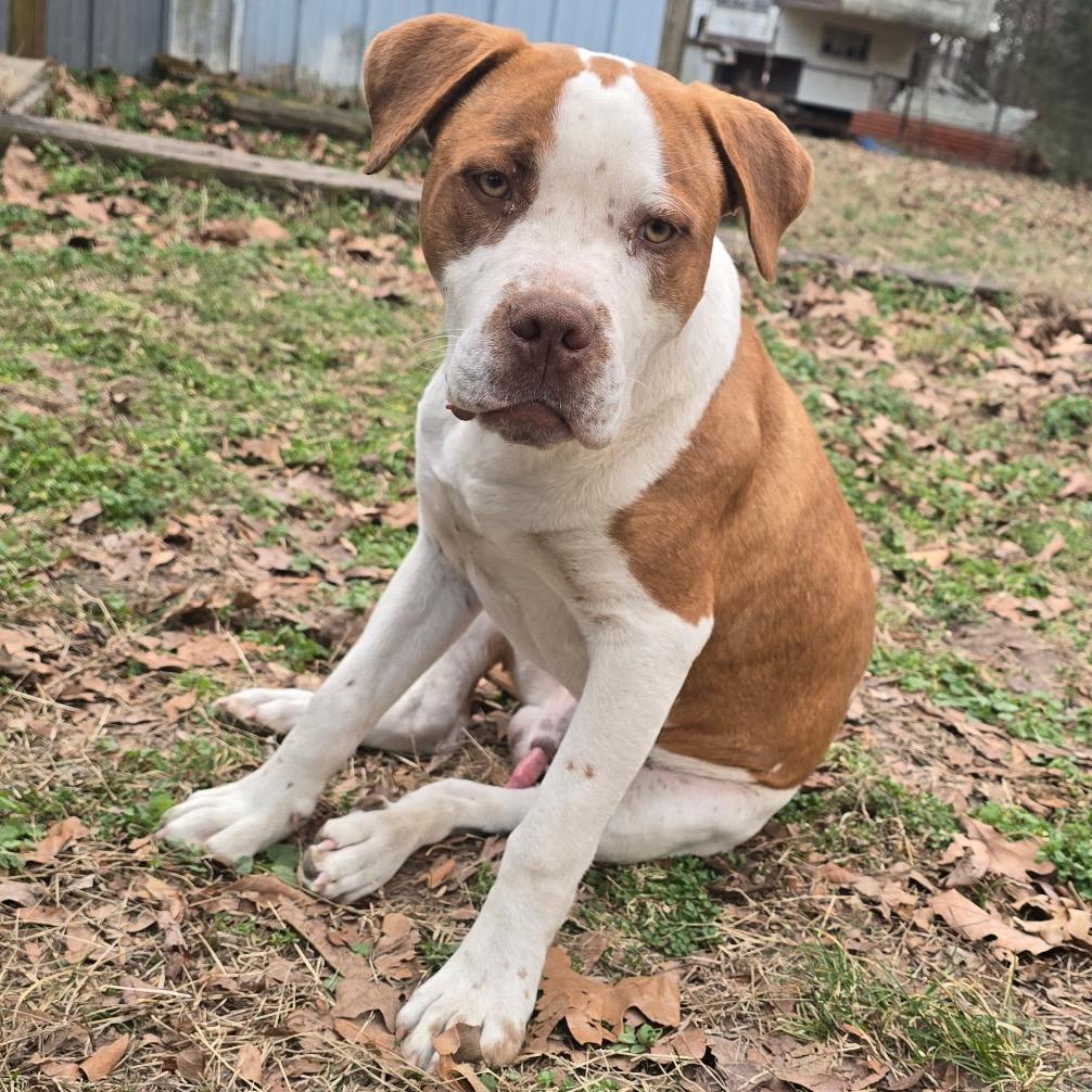 Blue, a Adoptable mixed breed in Pineville, MO image 2/2