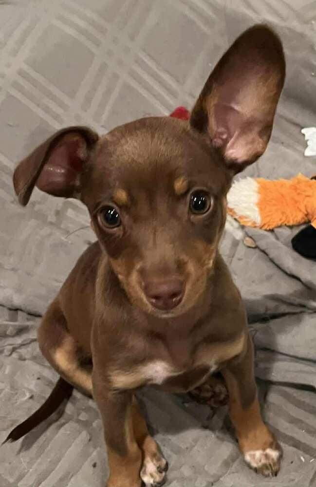 Enlarge Sweet, a Adoptable Terrier in TUCSON, AZ image 1/3