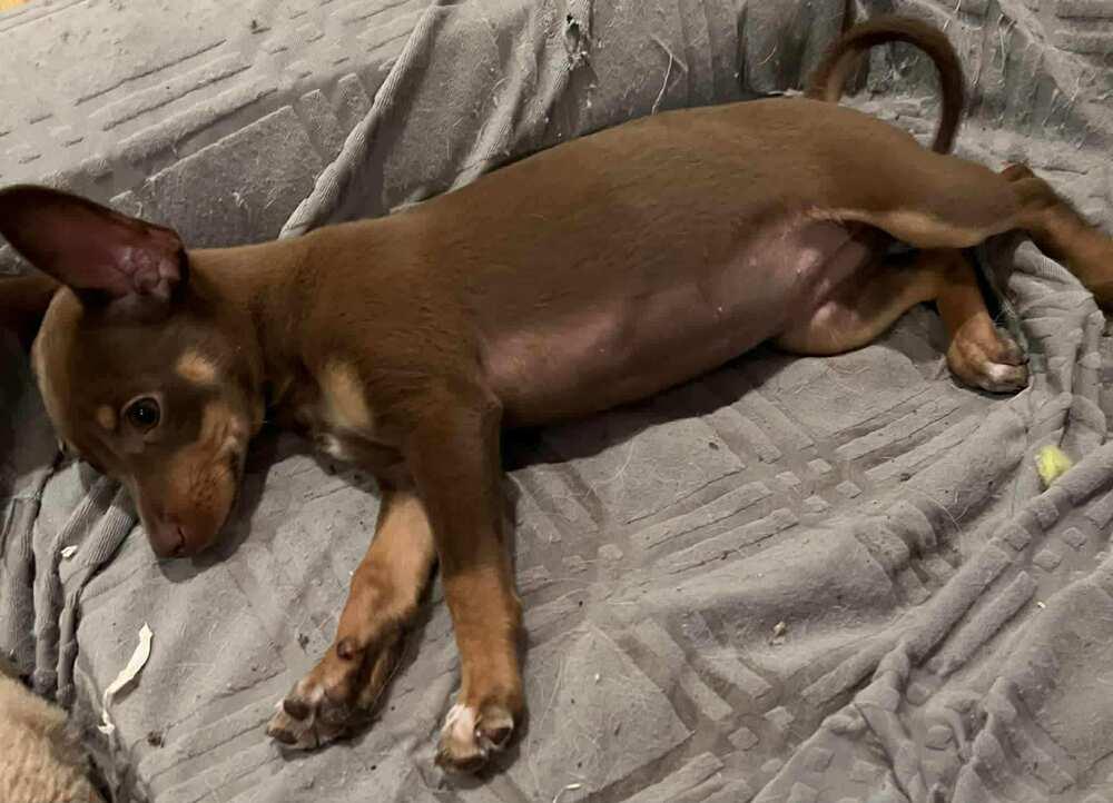 Enlarge Sweet, a Adoptable Terrier in TUCSON, AZ image 2/3