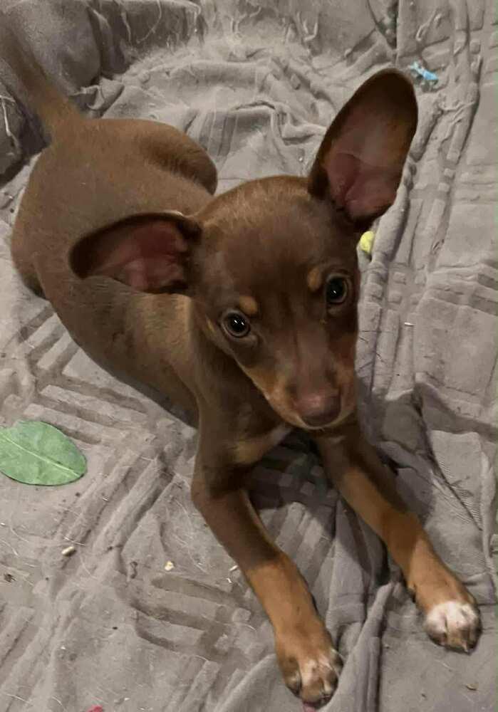 Enlarge Sweet, a Adoptable Terrier in TUCSON, AZ image 3/3