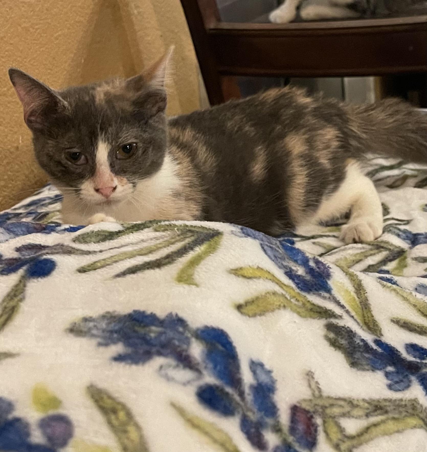 Sasha, a ADOPTABLE mixed breed in san antonio, TX image 2/3
