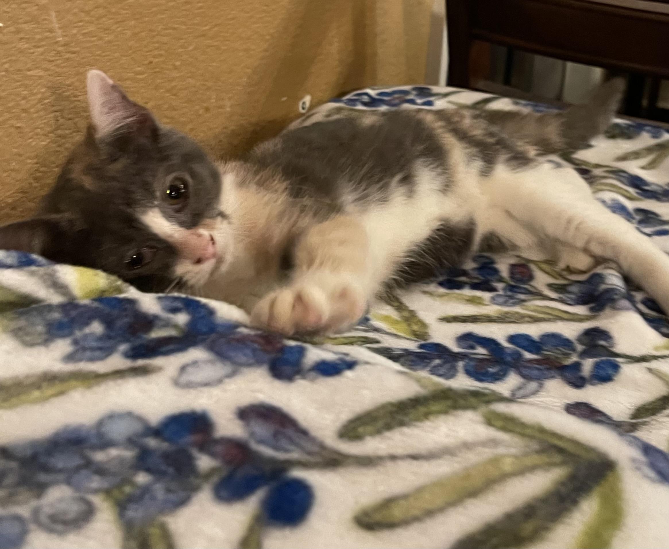 Sasha, a ADOPTABLE mixed breed in san antonio, TX image 3/3