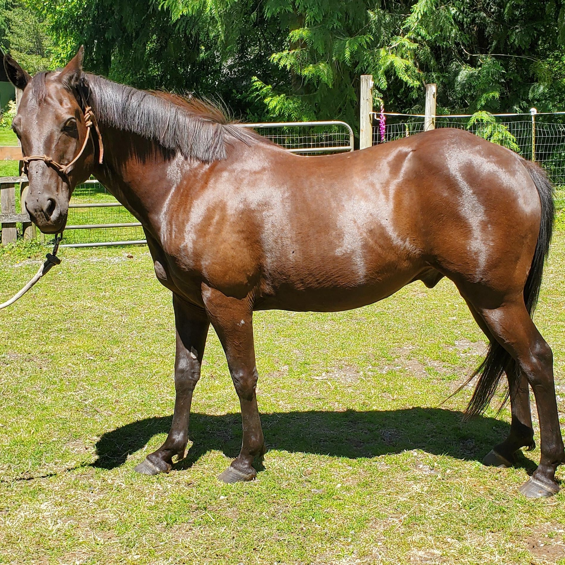 Smoky, Adoptable, Senior Male Pony of the Americas.