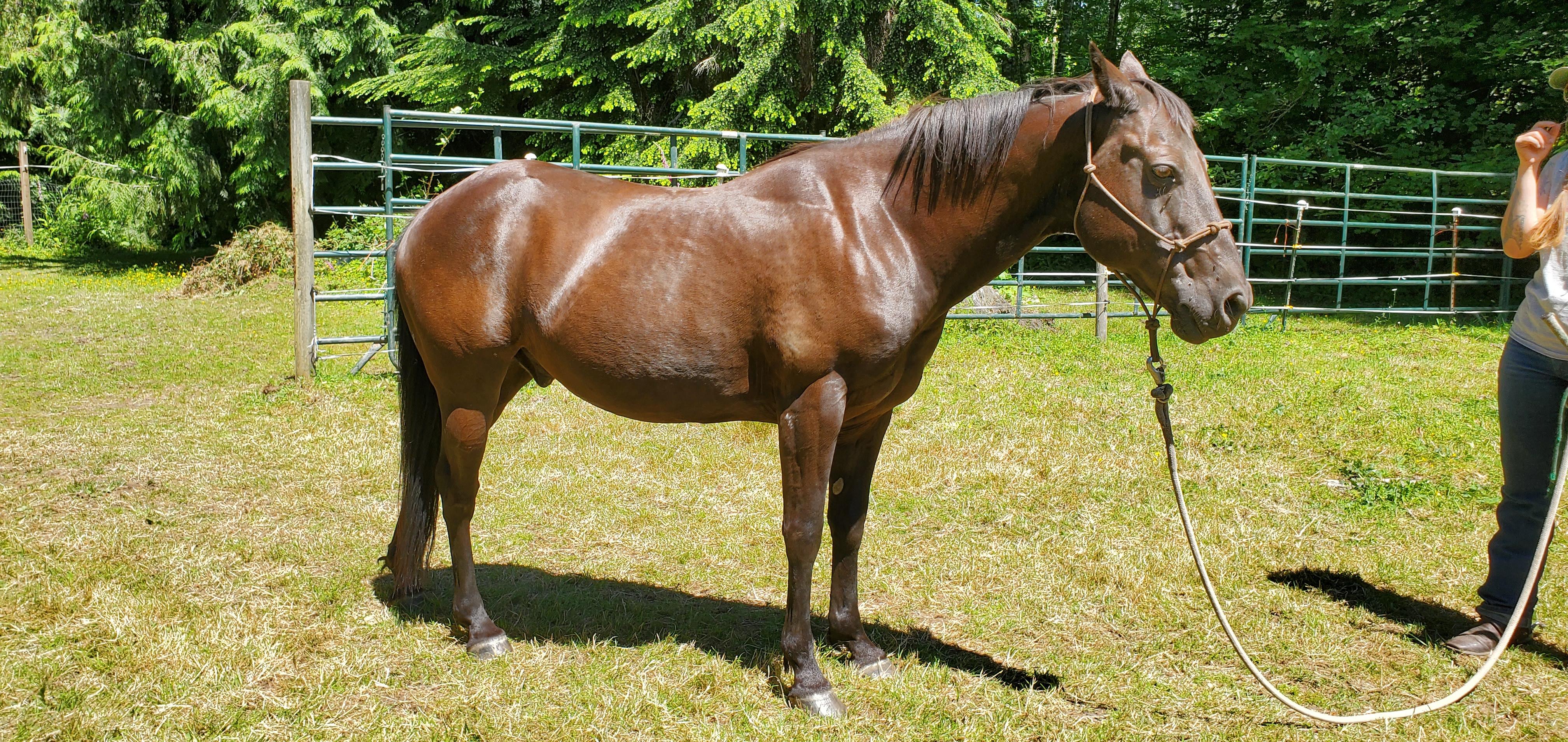 Enlarge Smoky, a Adoptable Pony of the Americas in Mount Vernon, WA image 2/2