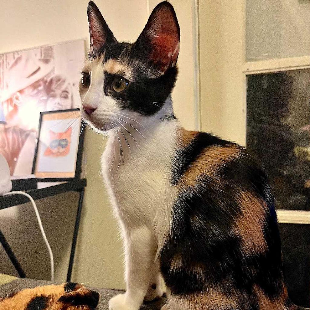 Enlarge Zigarella Stardust, a Adoptable Domestic Short Hair in Los Angeles, CA image 1/3