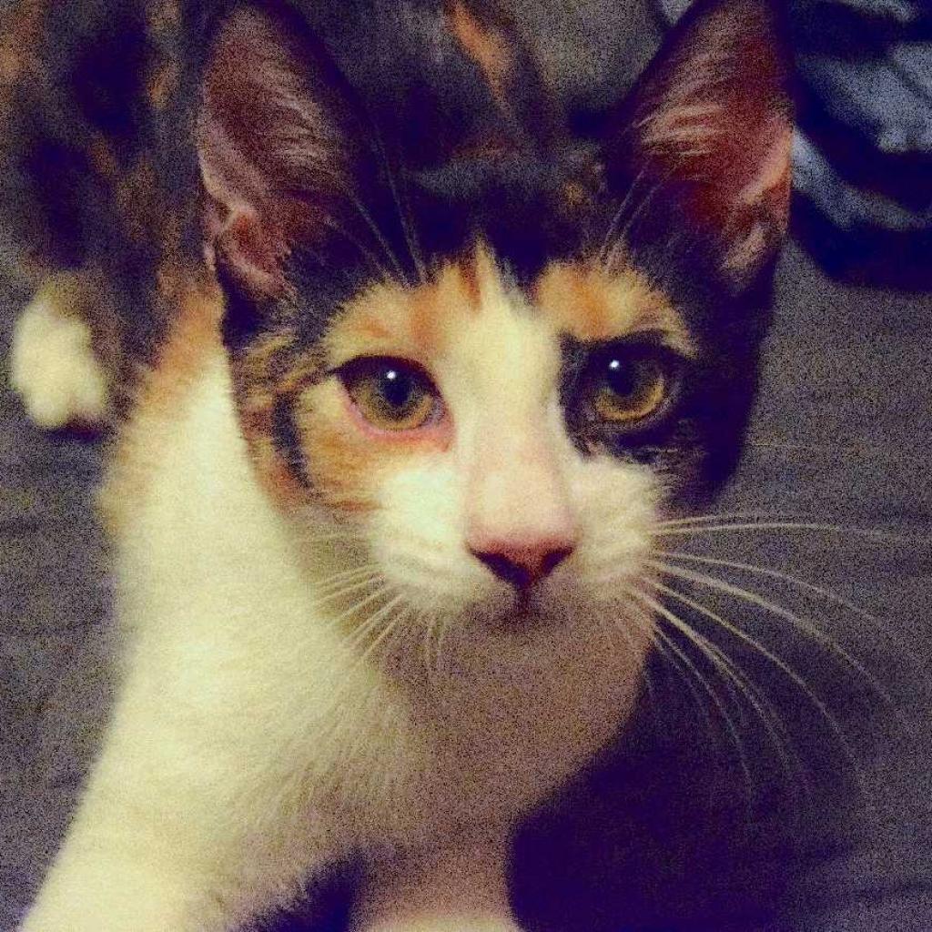 Enlarge Zigarella Stardust, a Adoptable Domestic Short Hair in Los Angeles, CA image 2/3