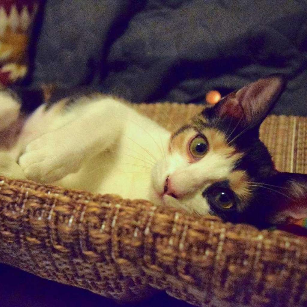 Enlarge Zigarella Stardust, a Adoptable Domestic Short Hair in Los Angeles, CA image 3/3