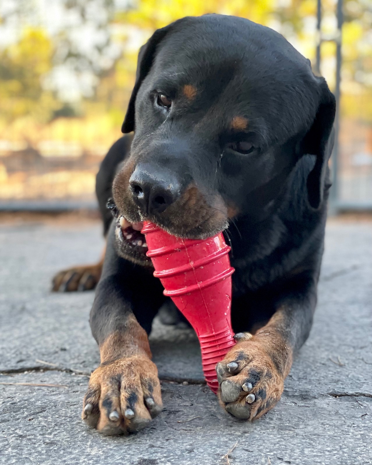 Samson