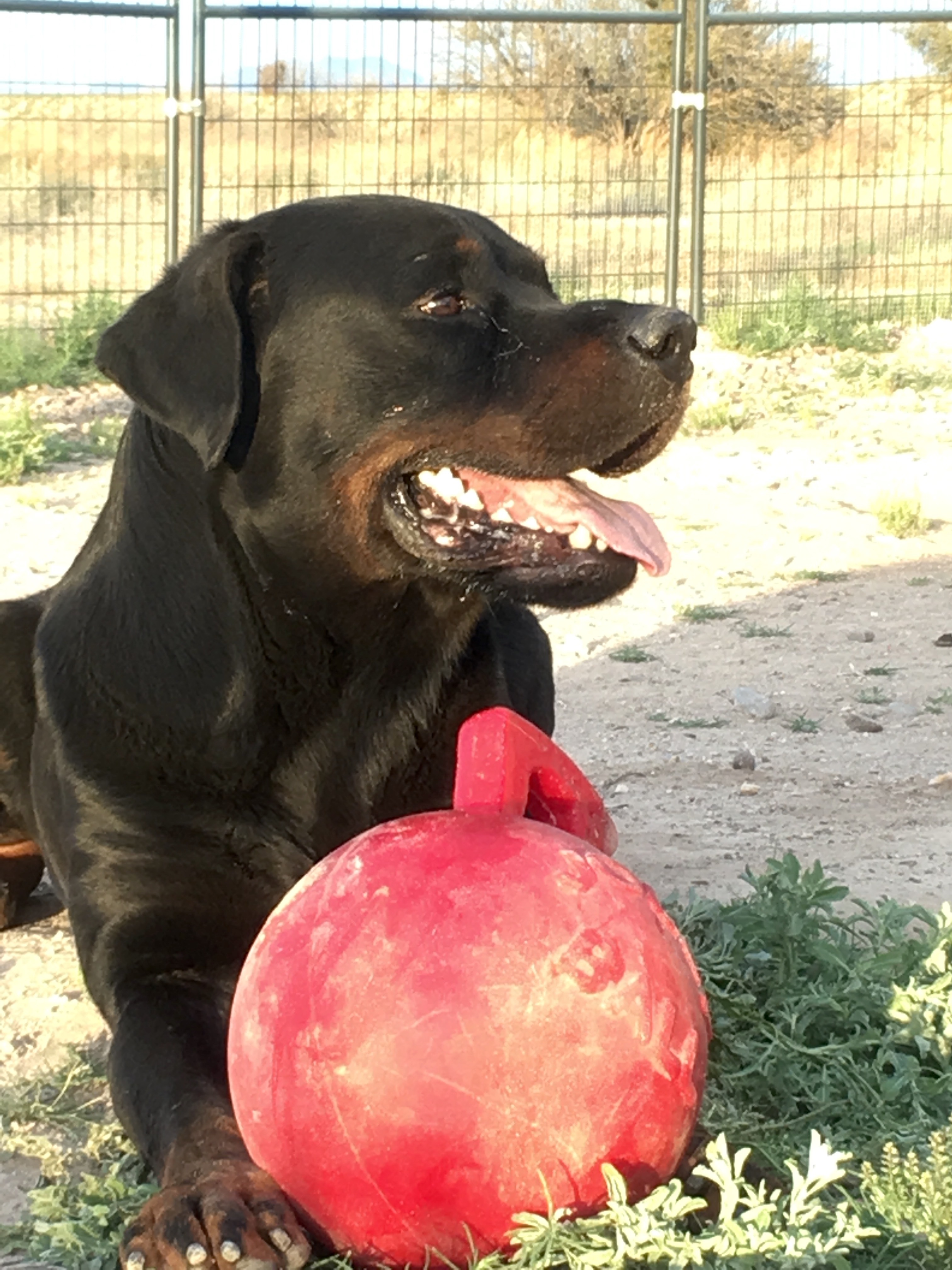 Samson, a Adoptable Rottweiler in Thatcher, AZ image 2/10