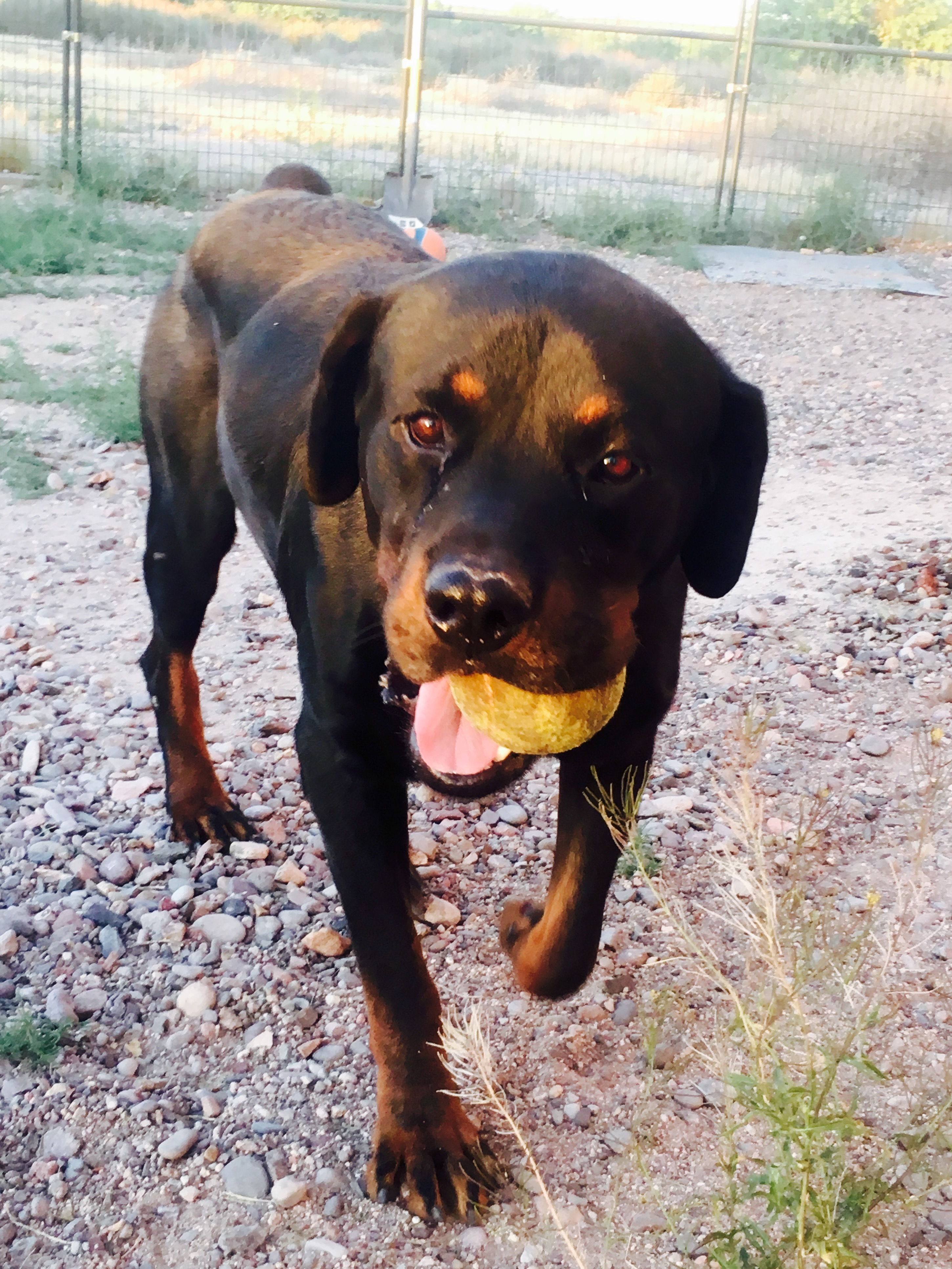 Samson, a Adoptable Rottweiler in Thatcher, AZ image 3/10