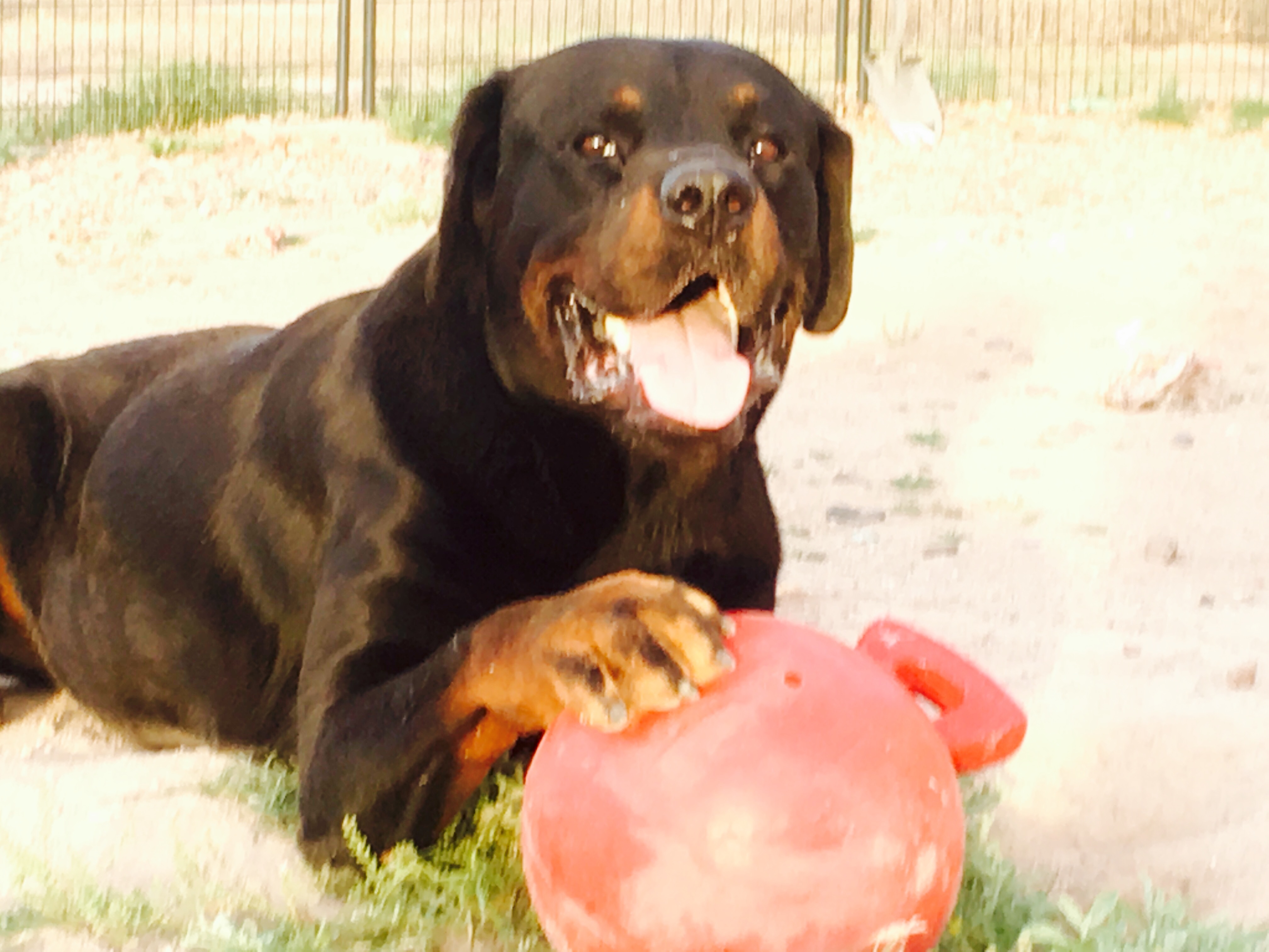 Samson, a Adoptable Rottweiler in Thatcher, AZ image 4/10