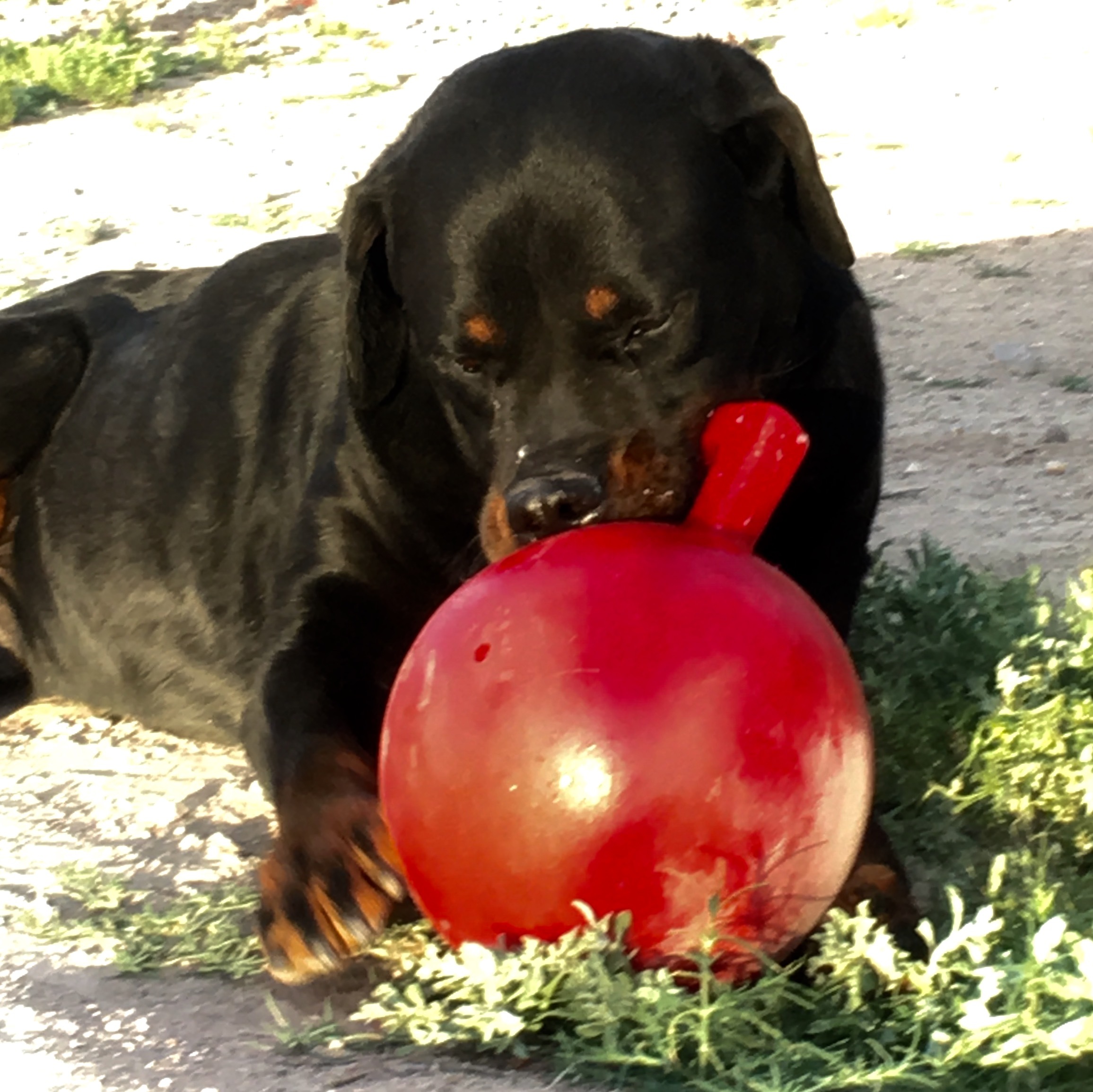 Samson, a Adoptable Rottweiler in Thatcher, AZ image 5/10