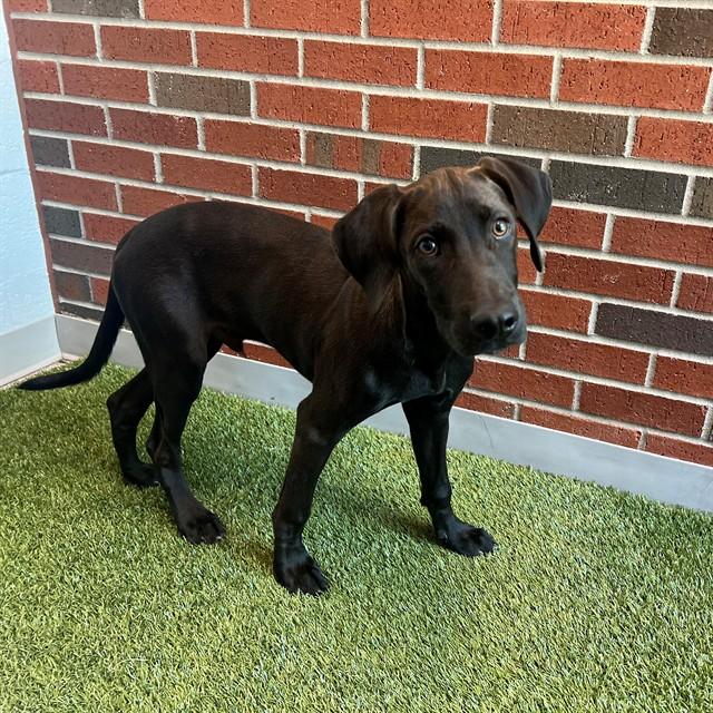 SHOWGUN, Adoptable, Puppy Male Mixed Breed.