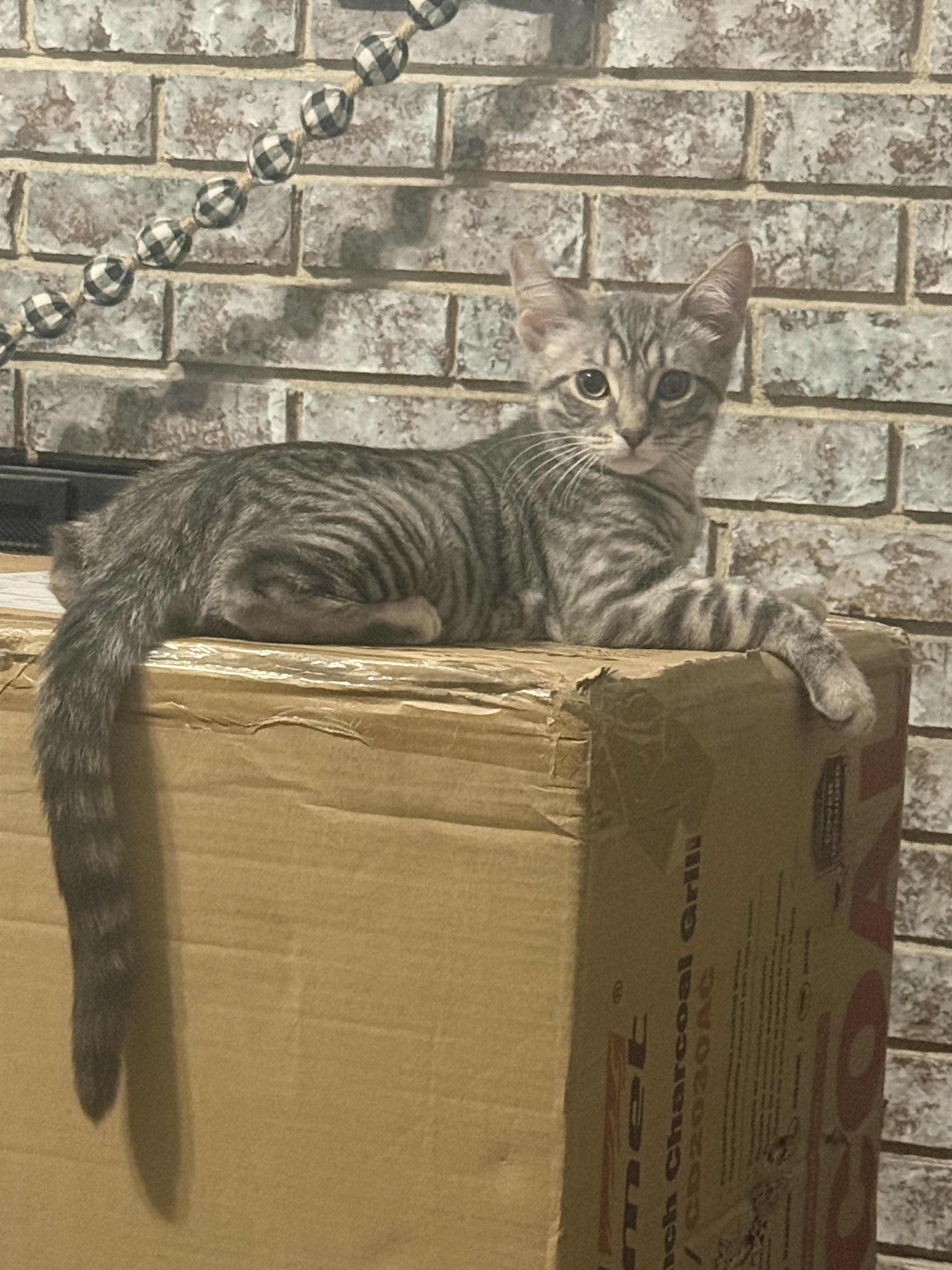 Eli Shane, a ADOPTABLE Domestic Short Hair in Herculaneum, MO image 2/2