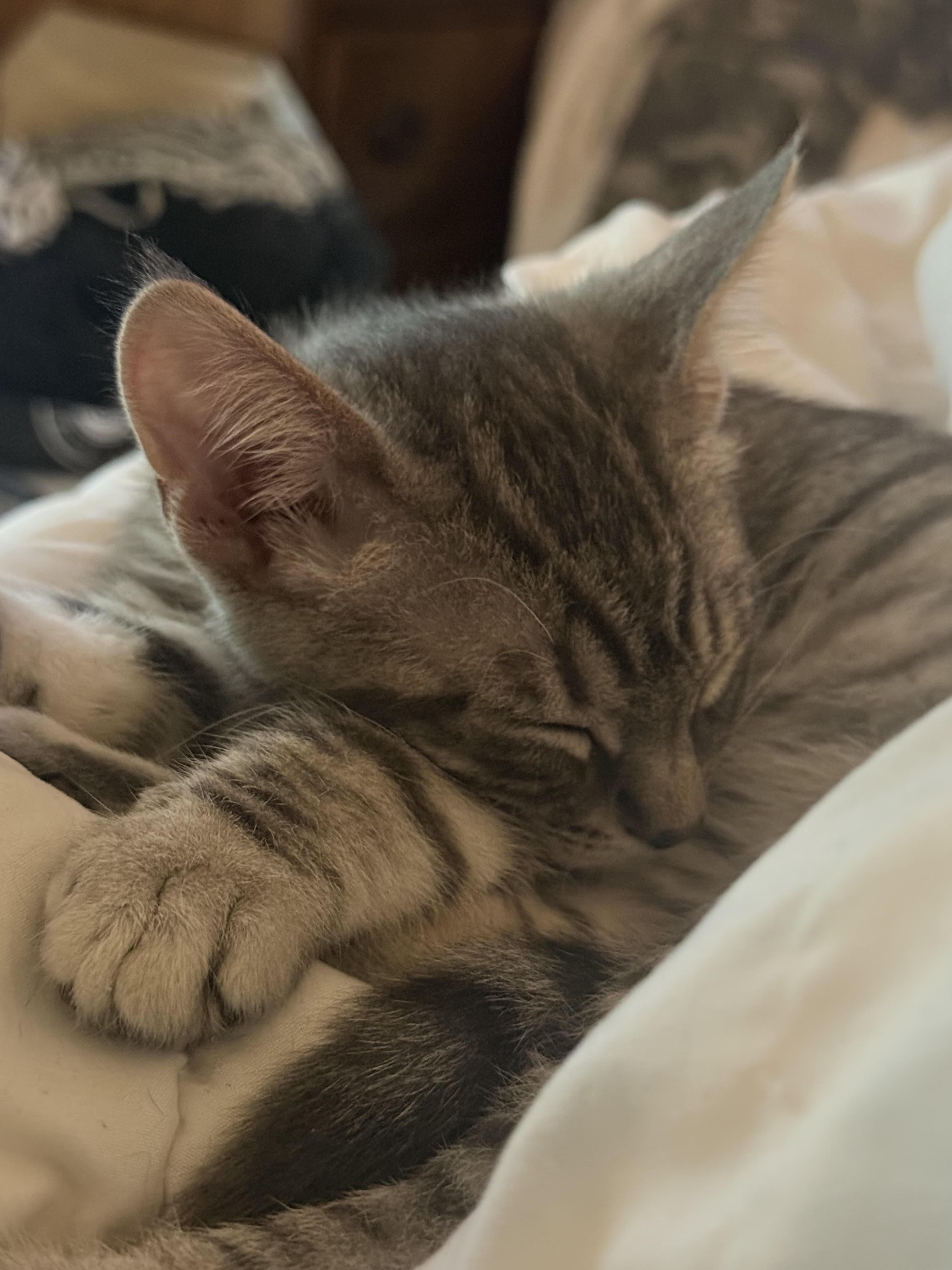 Eli Shane, a ADOPTABLE Domestic Short Hair in Herculaneum, MO image 1/2