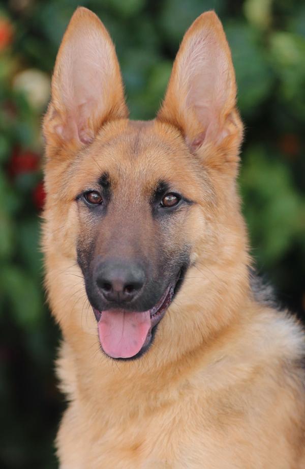 *Midas von Marburg, an adopted German Shepherd Dog in Los Angeles, CA image 1/2