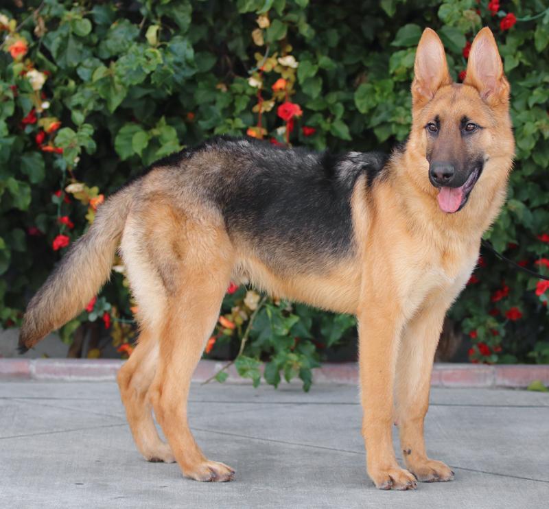 *Midas von Marburg, an adopted German Shepherd Dog in Los Angeles, CA image 2/2