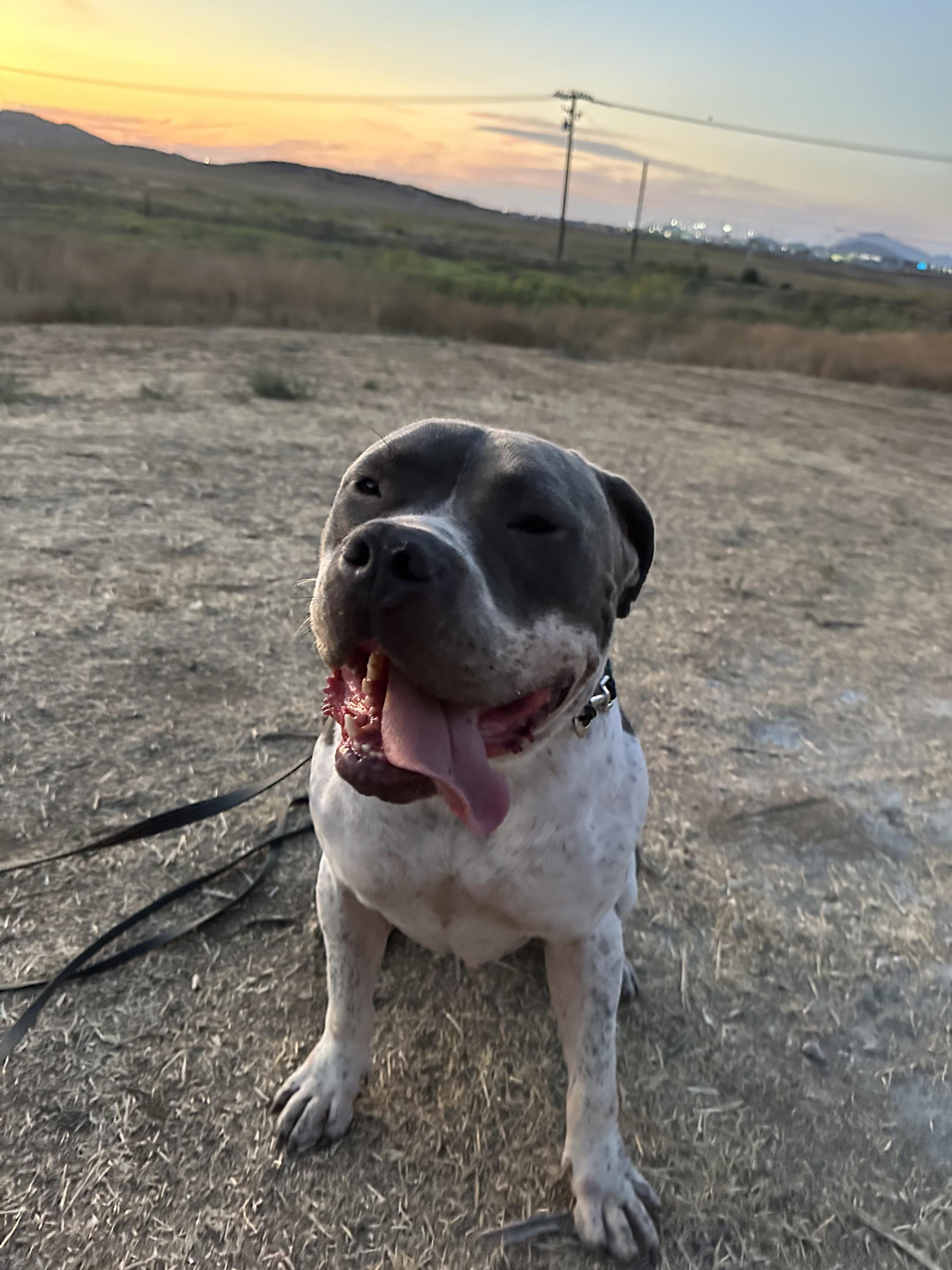 Pretzel, Adoptable, Adult Male Pit Bull Terrier.
