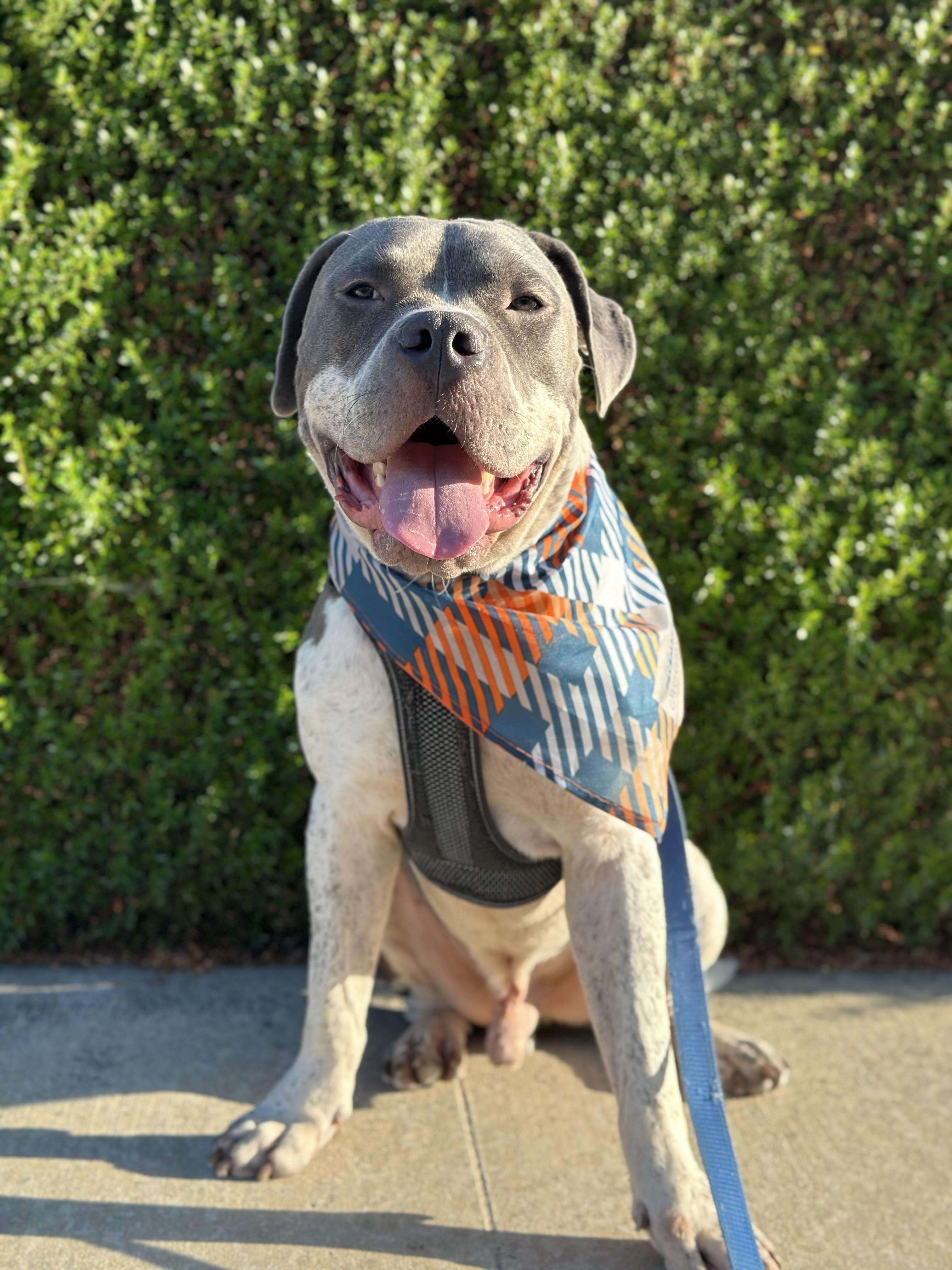 Pretzel, a Adoptable Pit Bull Terrier in newton highlands, MA image 2/4